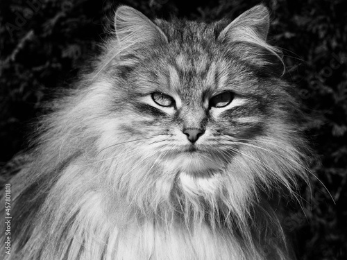 le chat lion 