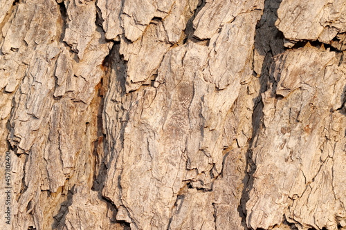 Beautiful and attractive texture pattern of neem tree bark useful for background design