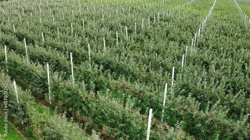 Slow drone flying over apple fruit trees in orchard.