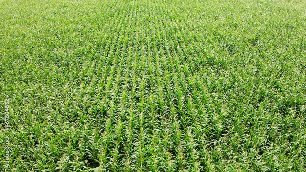 Aerial view of field with corn plantation. corn stalks, Aerial view of field with corn plantation. corn stalks,