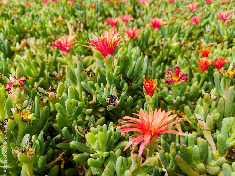 Blooming succulent plant with pink flowers. Bright petals, juice green leaves, tropical flora in Cape Verde. Selective focus on the details, blurred background.
