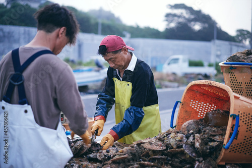 水揚げした帆立貝を洗浄選別する漁師 photo