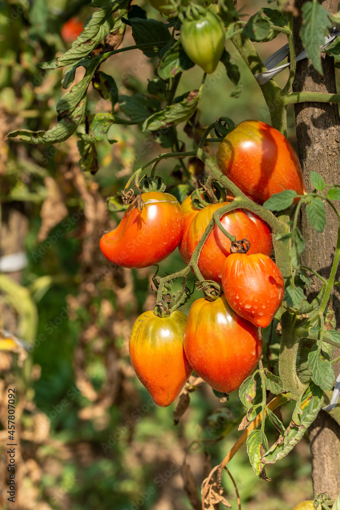 organic garden tomatoes in Bistrita Romania 2021, August organic garden tomatoes in Bistrita Romania 2021, August