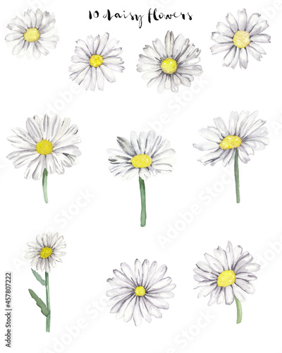 Watercolor daisy flowers isolated on white background. Hand painted hand drawn forest field wild flowers Great for greeting card, postcard, invitations, scrapbook, wedding, planner, stickers. Nature.