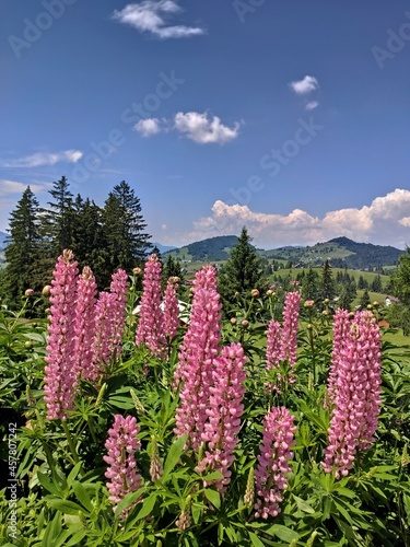 Pink flowers at Piatra Fantanele, near Dracula Castle, Bistrita, Romania 2020