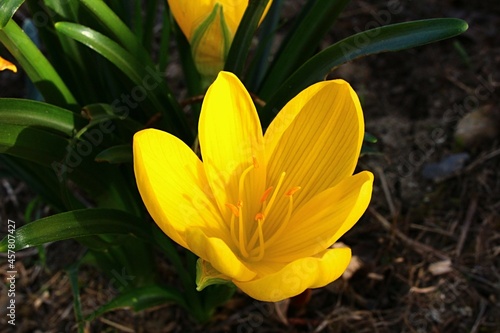 Yellow Winter Daffodil flower, also called autumn or fall daffodil, latin name Sternbergia lutea, in full blossom during early autumn season, afternoon sunshine.  photo
