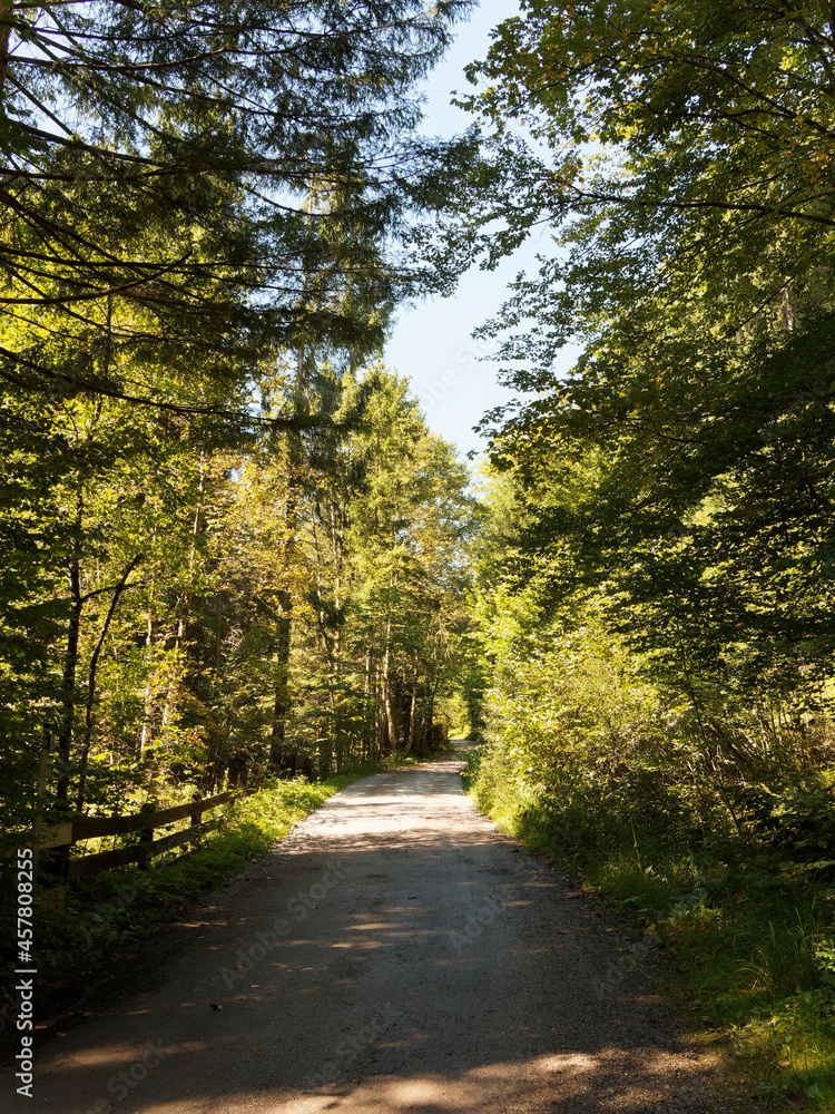 Obraz premium Access path in dense and mystical forest and wet grassland vegetation to the small beach of Lake Kirchsee by Sachsenkam in Upper Bavaria.