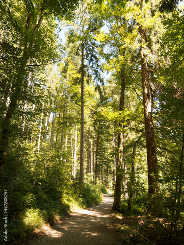 Fototapeta Naklejka Na Ścianę i Meble -  Forest trail around Lake Kirchsee by Sachsenkam in Upper Bavaria, Nature reserve Ellbach-Kirchseemoor (Germany)