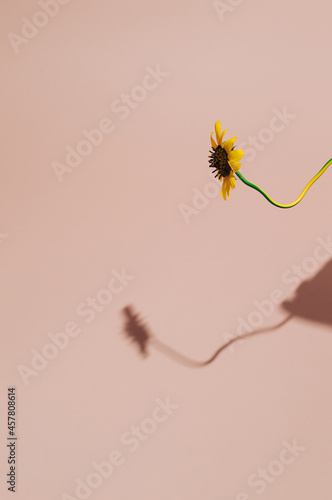  Sunflowers on wire with shadow on pastel background.