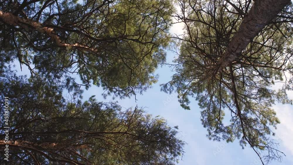 Bottom view to the treetops and clear blue sky . Walking through a pinewood forest in summer time.Fresh air, adventure, outdoors concept. Bottom view to the treetops and clear blue sky . Walking through a pinewood forest in summer time.Fresh air, adventure, outdoors concept.