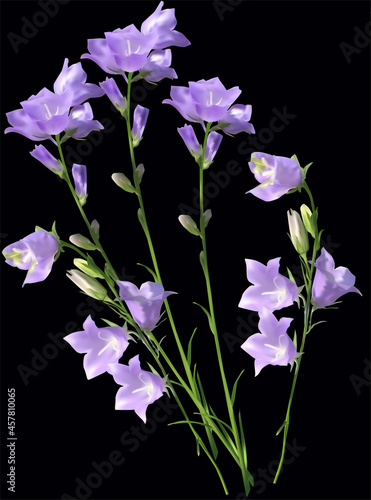 lilac bellflowers bunch isolated on black