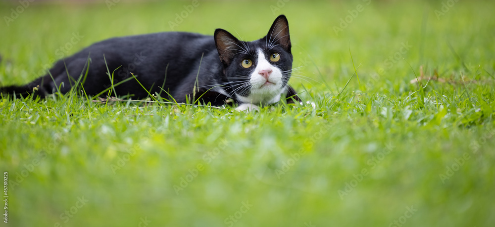 Cat playing on grass with copy space