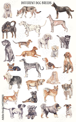 Watercolor dogs illustration All dogs for each letter of English Alphabet. Dogs clipart isolated on white background. Dog breeds Pet lovers. Dalmatian Poodle English Bulldog Labrador Jack Russell 