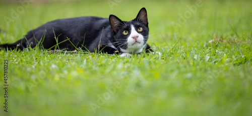 Cat playing on grass with copy space © Danai