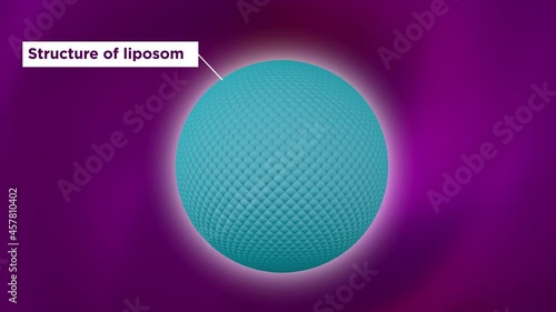 Structure of liposome, phospholipid, cell, 3d render animation. 3D Render photo