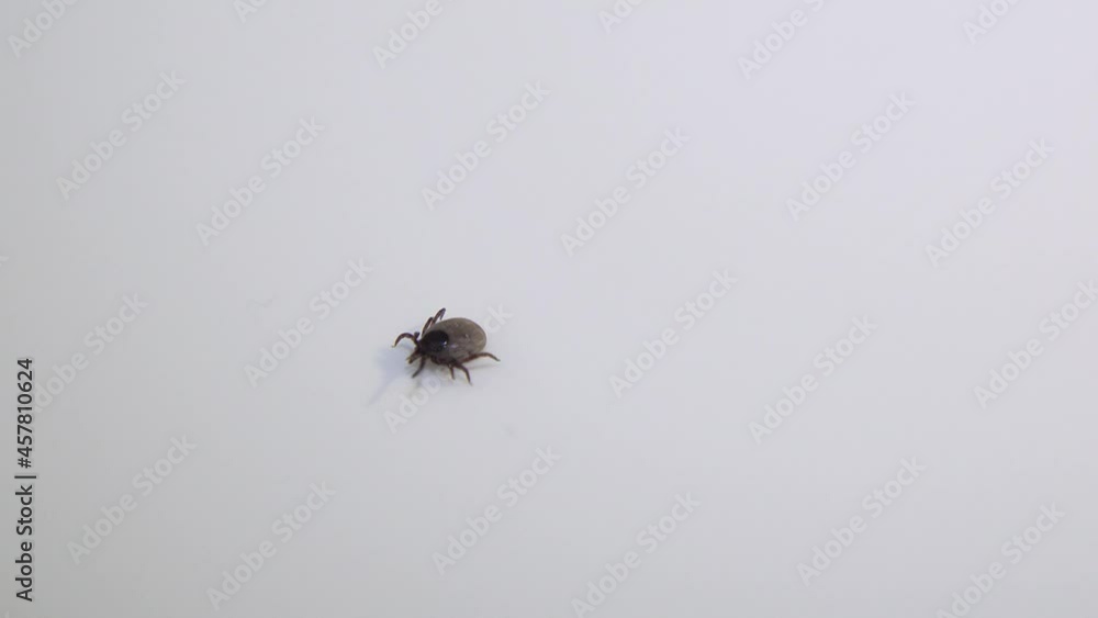 Handicaped tick with only 7 legs walking on a white background Handicaped tick with only 7 legs walking on a white background