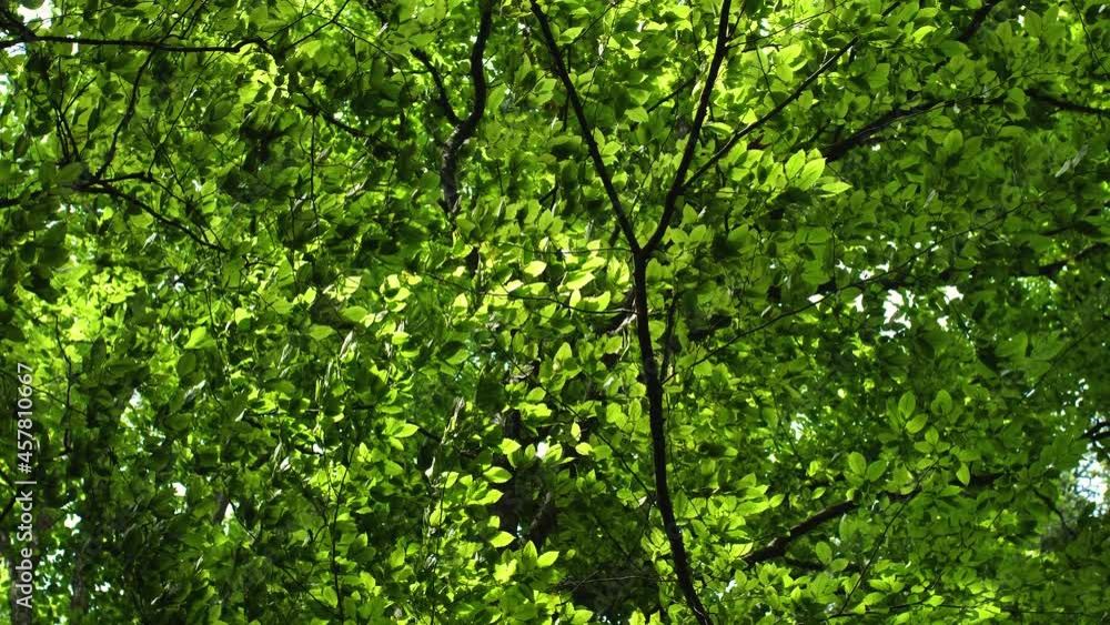 Summer forest foliage with lush green leaves bottom view with camera spinning movement. Summer forest foliage with lush green leaves bottom view with camera spinning movement.