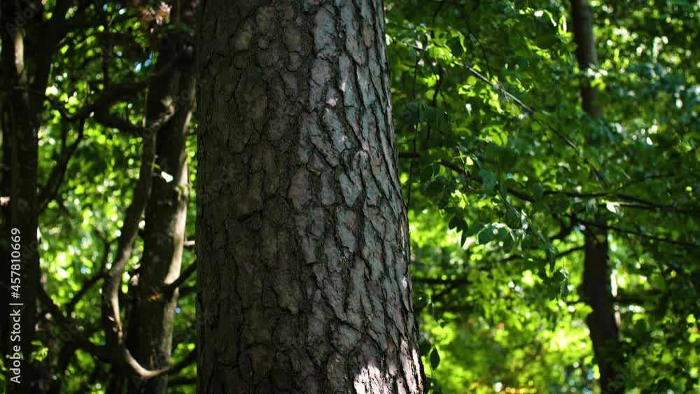 Pine tree tunk in seaside forest . Camera tilt up movement along tree trunk. Pine tree tunk in seaside forest . Camera tilt up movement along tree trunk.