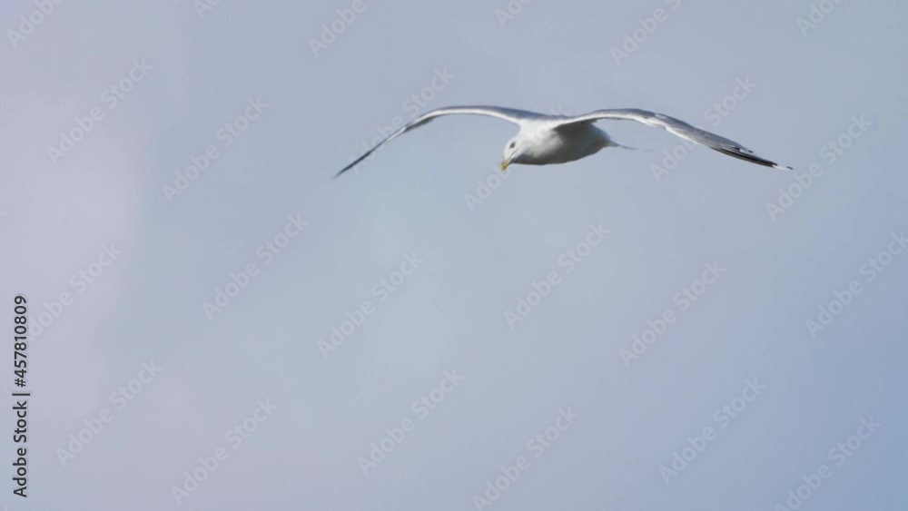 Seagull gliding in the air against blue sky. Seagull gliding in the air against blue sky.