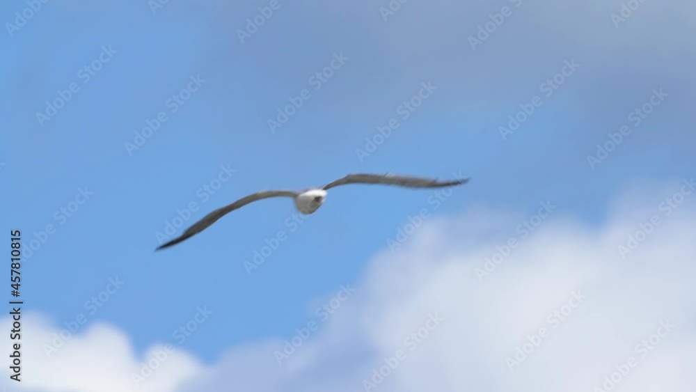 Seagull gliding in the air against blue sky. Seagull gliding in the air against blue sky.