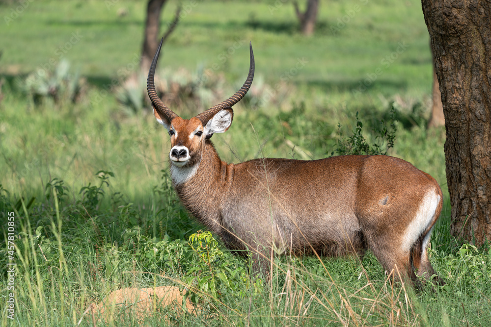 Defassa Waterbuck, Kobus defassa