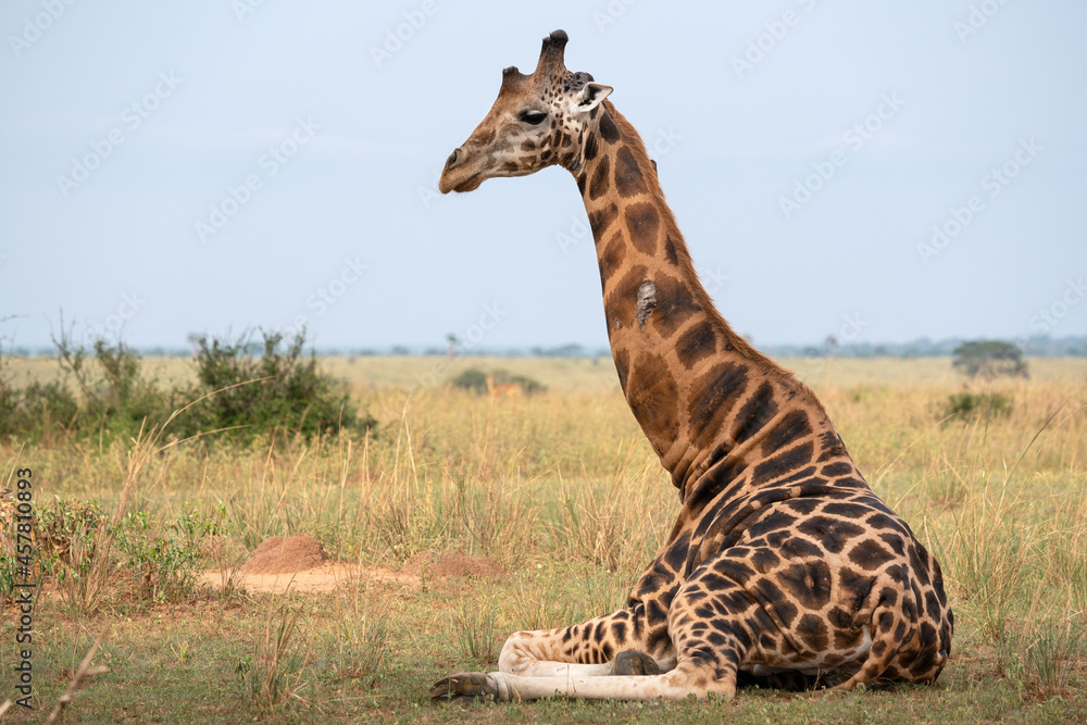 Obraz premium Baringo Giraffe, Giraffa camelopardalis