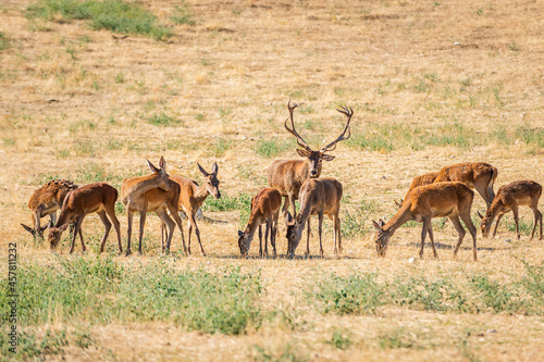 alpha male of red deer  Cervus elaphus  tending his herd