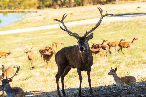 alpha male of red deer  Cervus elaphus  tending his herd