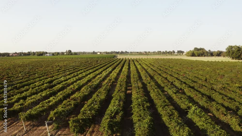 Coltivazioni di uva per aceto balsamico Coltivazioni di uva per aceto balsamico