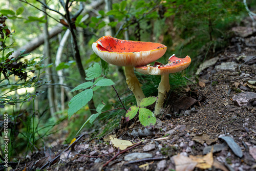 Lauchagrund bei Bad Tabarz im Thüringer Wald photo