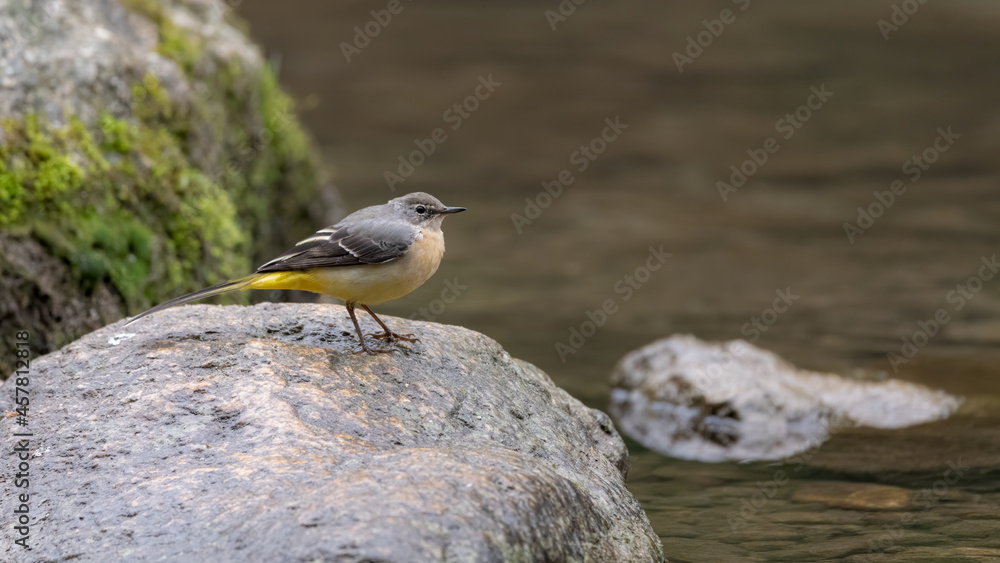 bird, meer, gull, beach, tier, natur, schnabel, ozean, wasser, wild lebende tiere bird, meer, gull, beach, tier, natur, schnabel, ozean, wasser, wild lebende tiere