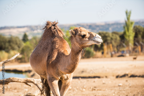 portrait of a dromedary or arabian camel, Camelus dromedarius, taking a look around photo