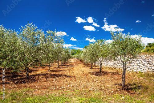 Olive trees plantage groove on red soil, production of extra virgin olive oil,