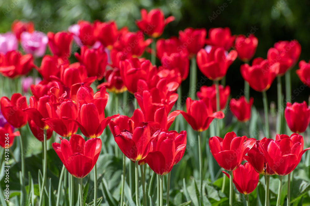 Many varietal red tulips on the flowerbed Many varietal red tulips on the flowerbed