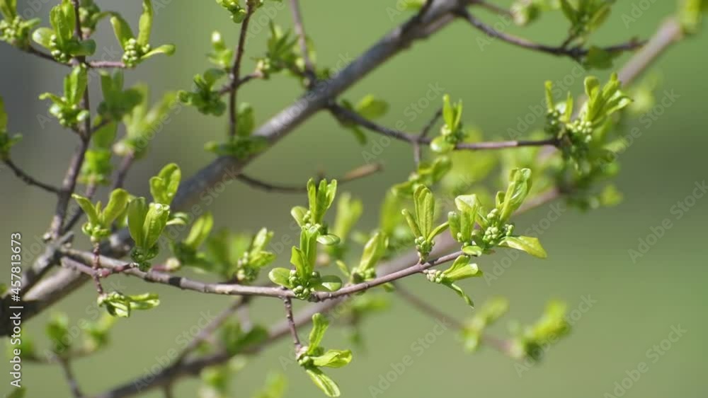 Branch of a tree with young leaves in early spring Branch of a tree with young leaves in early spring
