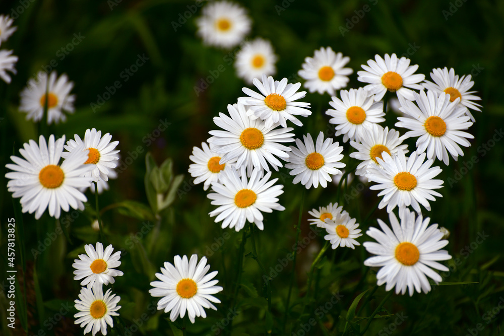Beautiful large daisies with a white petals Beautiful large daisies with a white petals