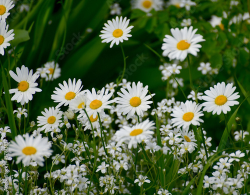 Beautiful large daisies with a white petals