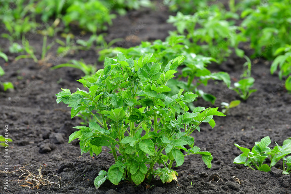 Young green potato grow in a garden bed Young green potato grow in a garden bed