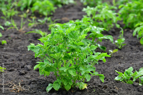 Young green potato grow in a garden bed