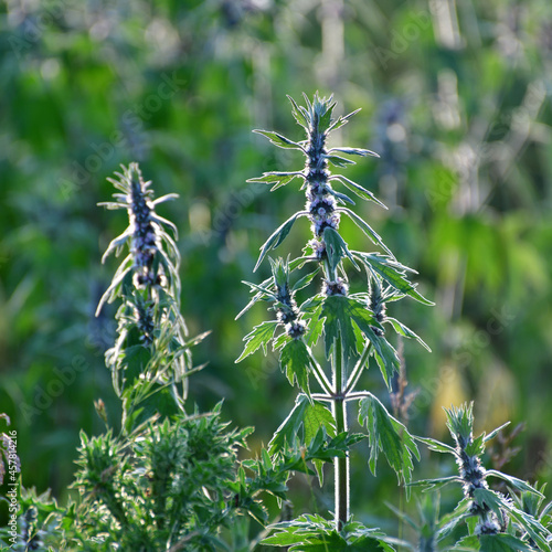 Motherwort - a medicinal plant with a calming effect photo