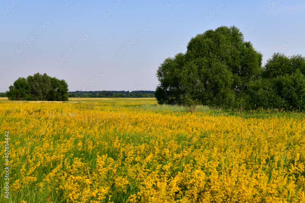 Glade with flowering yellow bedstraw and trees, Russia Glade with flowering yellow bedstraw and trees, Russia