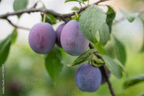 Fresh and ripe plums on a tree branch