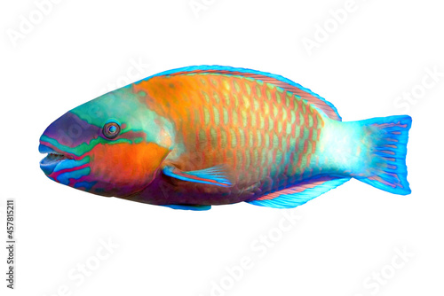 Tropical coral fish Bullethead parrotfish  isolated on white background