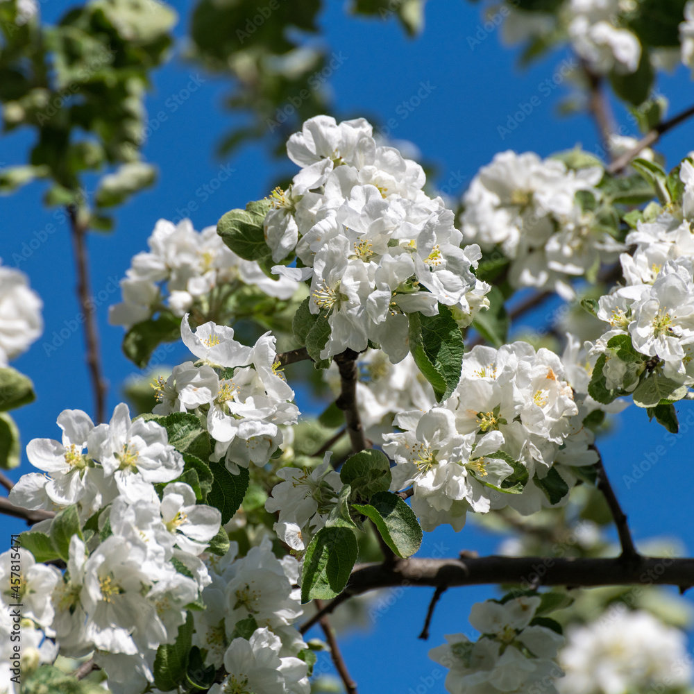 The Apple tree with white flowers in spring The Apple tree with white flowers in spring