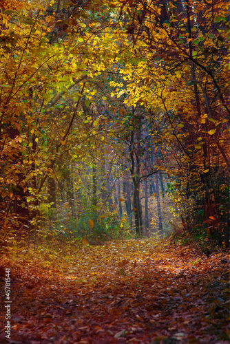 Autumn forest with the yellow trees