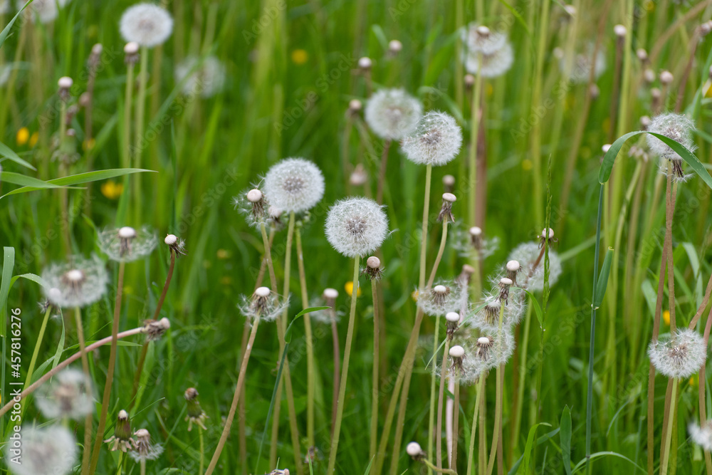 Many Dandelion with a white seeds on the lawn