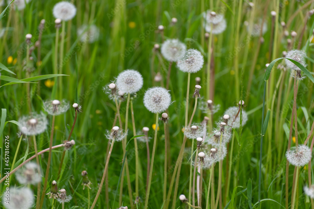 Many Dandelion with a white seeds on the lawn Many Dandelion with a white seeds on the lawn