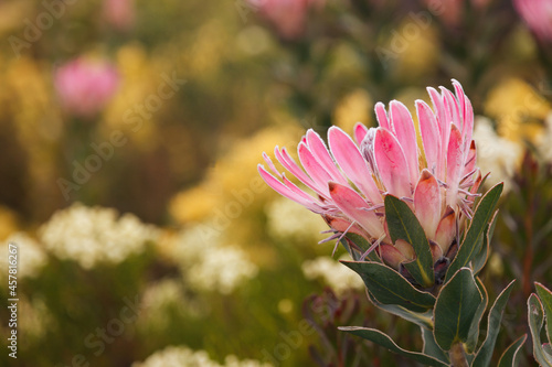 Beautiful pink protea flower against golden fynbos background, in the Southern Cape, South Africa. photo