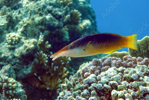 Female Bird wrasse fish at coral reef, Red sea