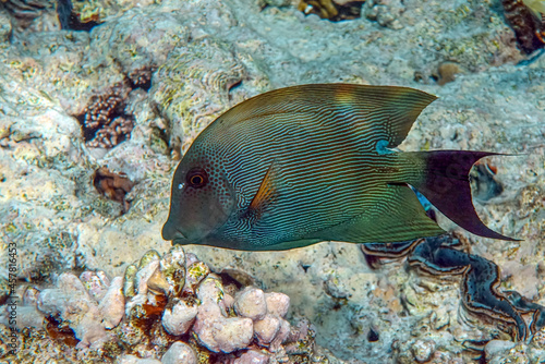 Striated surgeonfish Ctenochaetus striatus in Red sea ,Egypt © mirecca